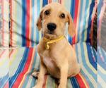 Small #2 Colonial Cocker Spaniel Mix