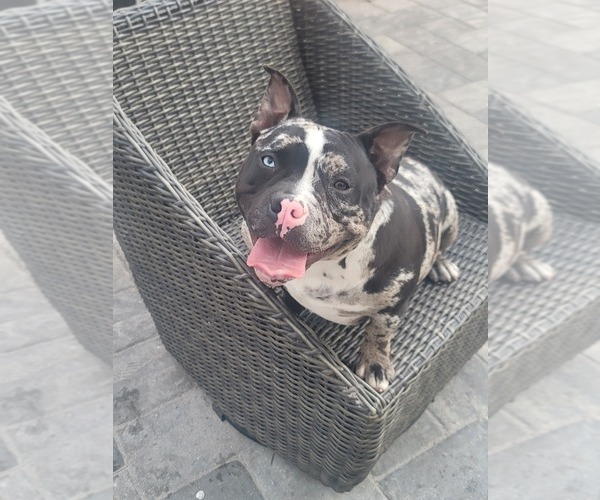 Medium Photo #1 American Bully Puppy For Sale in NORTH PORT, FL, USA