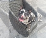 Small Photo #1 American Bully Puppy For Sale in NORTH PORT, FL, USA