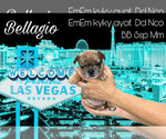 Small Photo #4 French Bulldog Puppy For Sale in AMARILLO, TX, USA