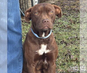 Labrador Retriever-Unknown Mix Dogs for adoption in Washington, DC, USA