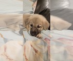 Small Photo #28 German Shepherd Dog Puppy For Sale in ANKENY, IA, USA