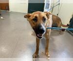 Small Carolina Dog