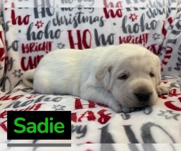 Medium Photo #7 Labrador Retriever Puppy For Sale in FAYETTEVILLE, OH, USA