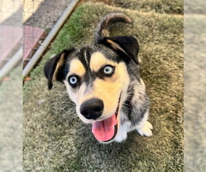 Siberian Husky-Unknown Mix Dogs for adoption in Ventura, CA, USA