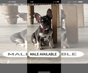 French Bulldog Puppy for sale in SACRAMENTO, CA, USA