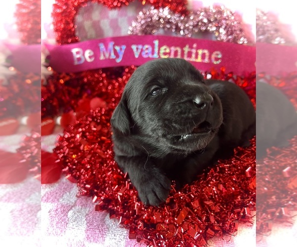 Medium Photo #1 Labrador Retriever Puppy For Sale in CLEVELAND, TN, USA