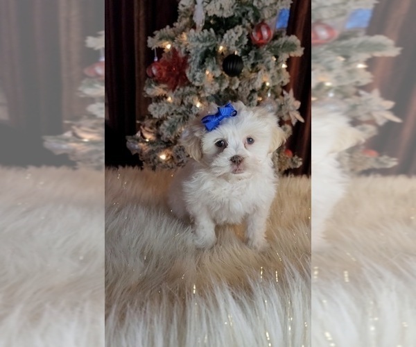 Medium Photo #1 ShihPoo Puppy For Sale in INDIANAPOLIS, IN, USA