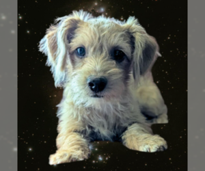 Poodle (Miniature)-Unknown Mix Dogs for adoption in Fresno, CA, USA
