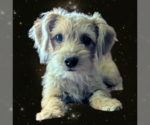 Small Poodle (Miniature) Mix