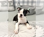 Small Photo #1 Boston Terrier Puppy For Sale in MARIETTA, GA, USA
