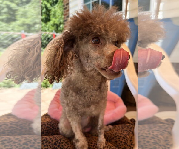 Medium Photo #10 Poodle (Miniature) Puppy For Sale in Pacolet, SC, USA