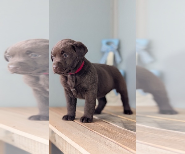 Medium Photo #31 Labrador Retriever Puppy For Sale in GOSHEN, IN, USA
