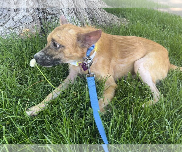 Medium Photo #3 Chihuahua-Unknown Mix Puppy For Sale in Aurora, CO, USA
