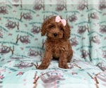 Small #4 Cockapoo (Miniature)