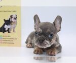 Small Photo #3 French Bulldog Puppy For Sale in DULUTH, GA, USA
