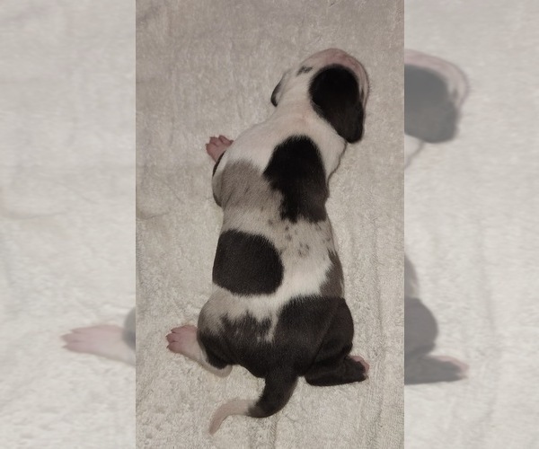 Medium Photo #1 Catahoula Leopard Dog Puppy For Sale in CUMBY, TX, USA