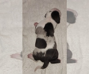 Catahoula Leopard Dog Puppy for sale in CUMBY, TX, USA