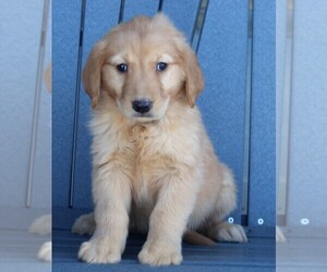 Golden Retriever Puppy for sale in FREDERICKSBURG, OH, USA