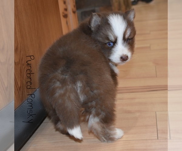 Medium Photo #2 Pomsky Puppy For Sale in KANSAS CITY, MO, USA