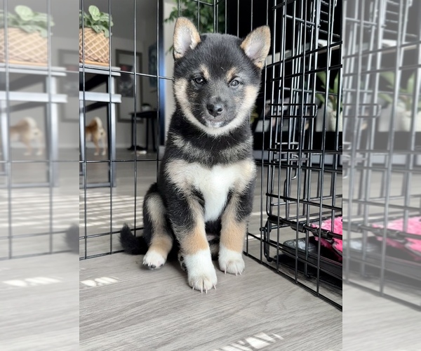 Full screen Photo #1 Shiba Inu Puppy For Sale in DENVER, CO, USA