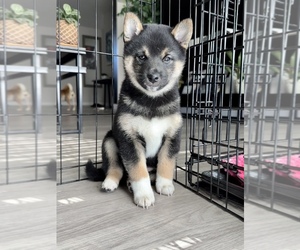 Shiba Inu Dog for Adoption in DENVER, Colorado USA