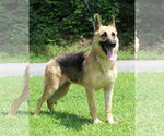 Small #3 German Shepherd Dog