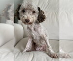 Small #7 Poodle (Miniature)