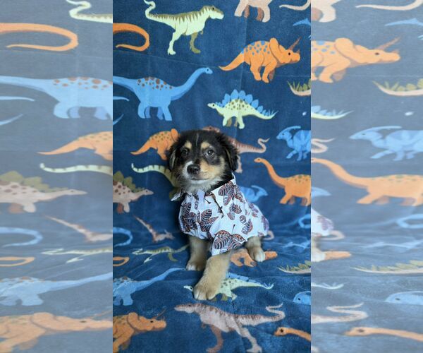 Medium Photo #3 Rottweiler-Unknown Mix Puppy For Sale in NYC, NY, USA