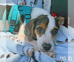 Small #2 Beagle-Coonhound Mix