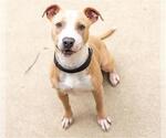 Small Photo #2 American Pit Bull Terrier Puppy For Sale in Aurora, IL, USA