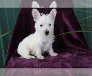 West Highland White Terrier Puppy for sale in SHILOH, OH, USA