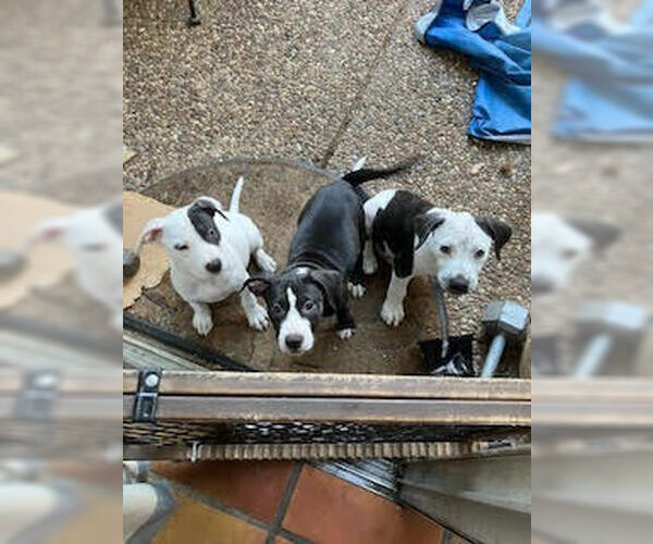 Medium Photo #3 American Bulldog-Unknown Mix Puppy For Sale in Lakewood, CO, USA