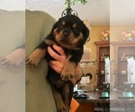 Puppy Puppy 5 Boy 2 Rottweiler