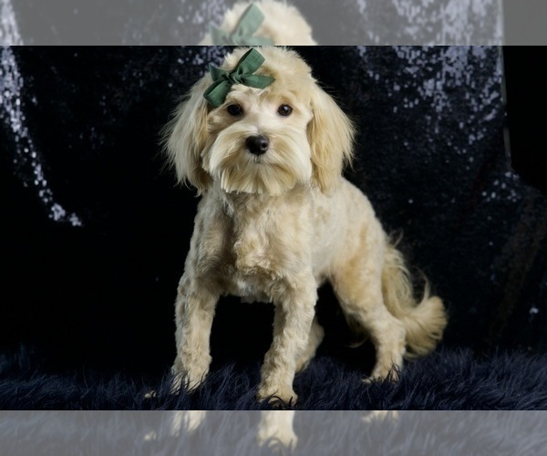 Medium Photo #73 Maltipoo Puppy For Sale in WARSAW, IN, USA