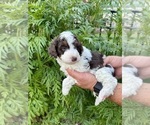 Small #2 Aussiedoodle Miniature 