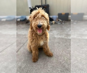 Goldendoodle (Miniature) Puppy for sale in POUGHKEEPSIE, NY, USA
