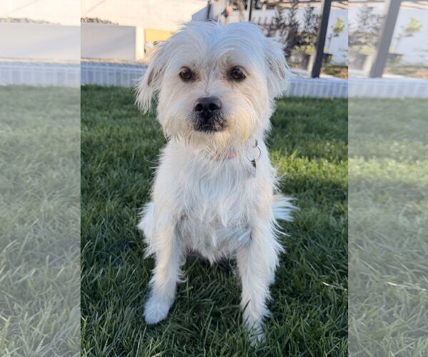 Medium Photo #3 Havanese Puppy For Sale in Menifee, CA, USA