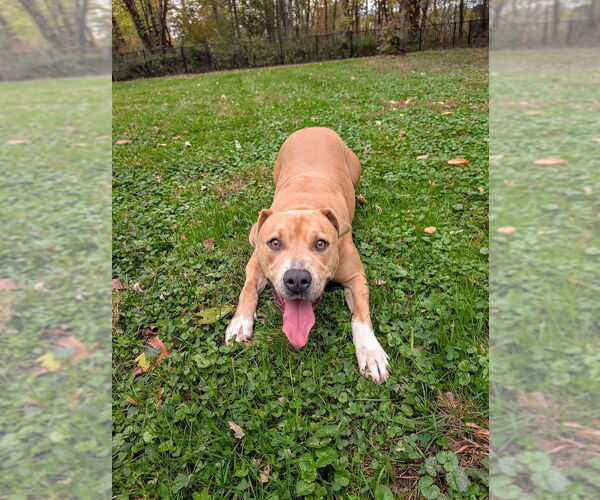 Medium Photo #2 American Pit Bull Terrier-American Staffordshire Terrier Mix Puppy For Sale in Shermans Dale, PA, USA
