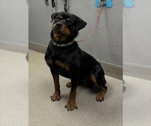 Rottweiler-Unknown Mix Dogs for adoption in Las Vegas, NV, USA
