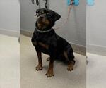 Small Rottweiler Mix