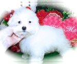 Small Photo #3 Maltese Puppy For Sale in HAMMOND, IN, USA