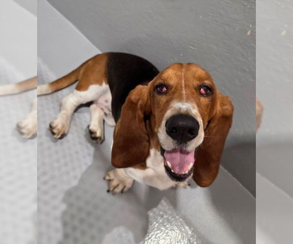 Medium Photo #5 Basset Hound Puppy For Sale in Brookville, OH, USA