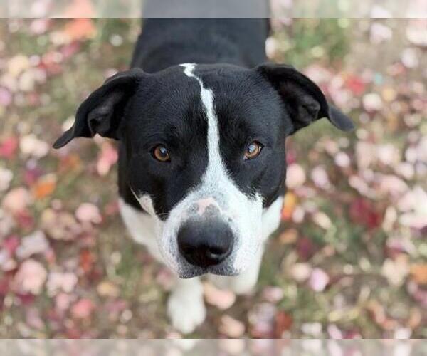 Medium Photo #1 American Pit Bull Terrier-Border Collie Mix Puppy For Sale in Tulsa, OK, USA