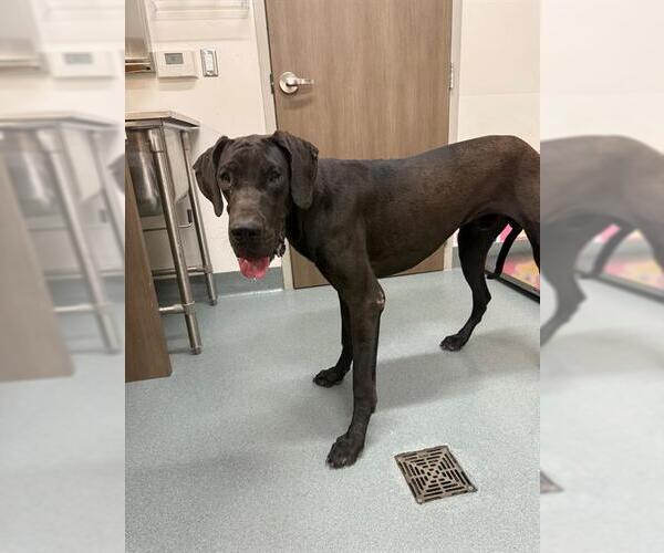 Medium Photo #1 Great Dane Puppy For Sale in Baytown, TX, USA