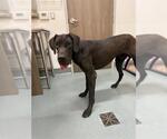 Small Great Dane