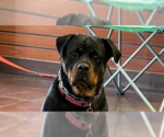 Small #10 Rottweiler
