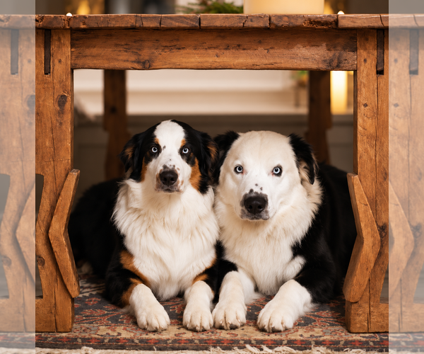 Medium Photo #4 Australian Shepherd Puppy For Sale in Dallas, TX, USA