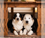 Small #3 Australian Shepherd