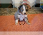 Small Photo #1 Australian Shepherd Puppy For Sale in BACHE, OK, USA